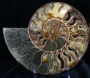Huge Split Ammonite Pair - Agatized #7579-2